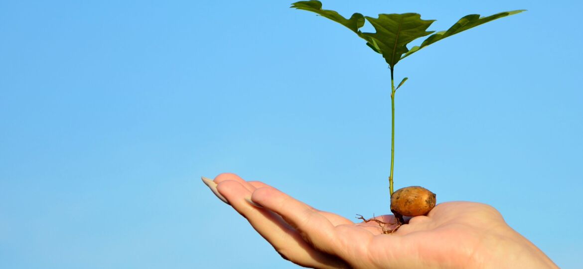 Young oak sprout on the palm on background of blue sky